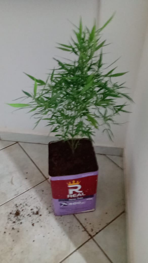 POLÍCIA MILITAR APREENDE PÉ DE MACONHA EM SANTA JULIANA/MG