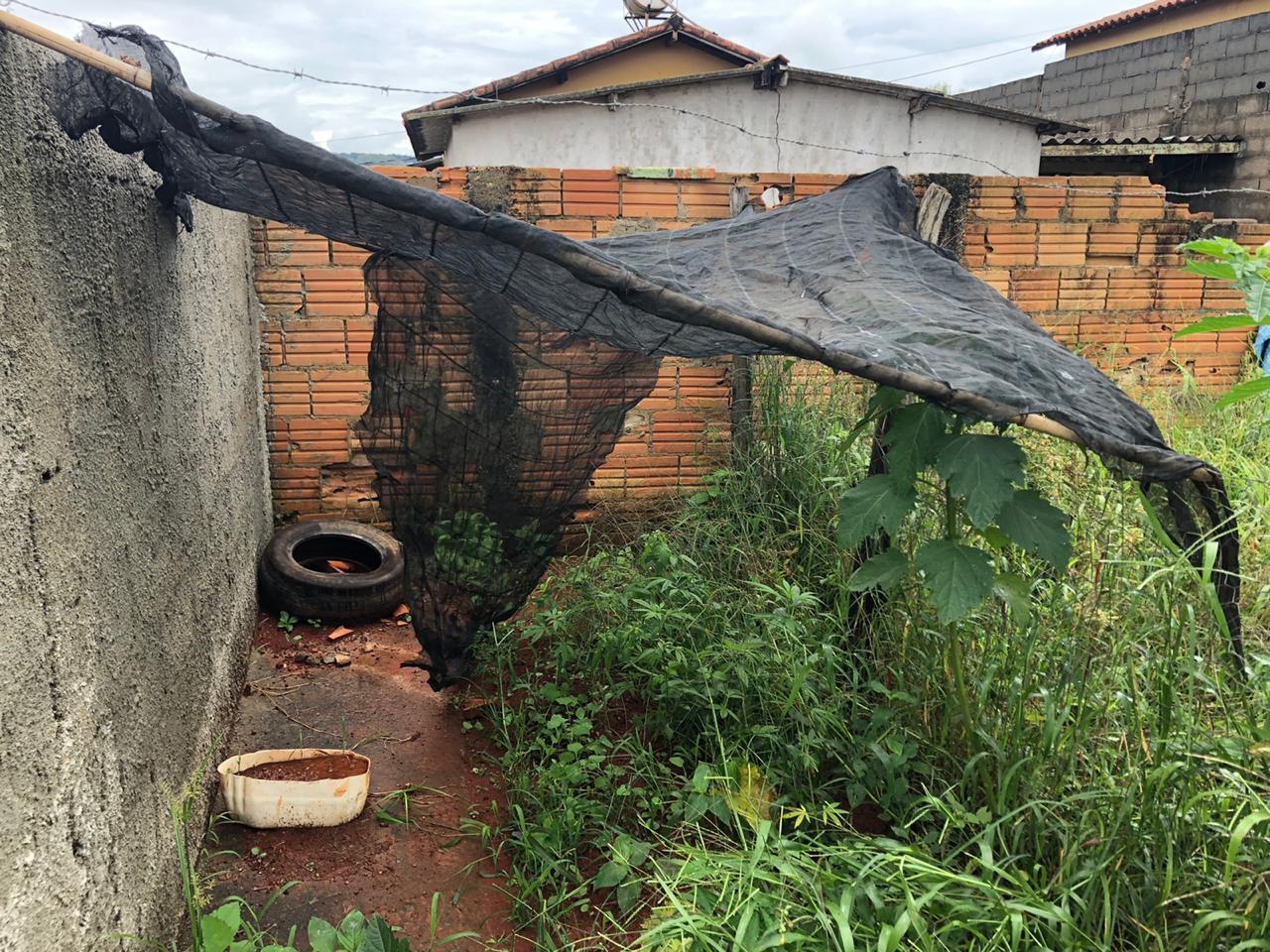 PC desmancha plantação de maconha em Campos Altos