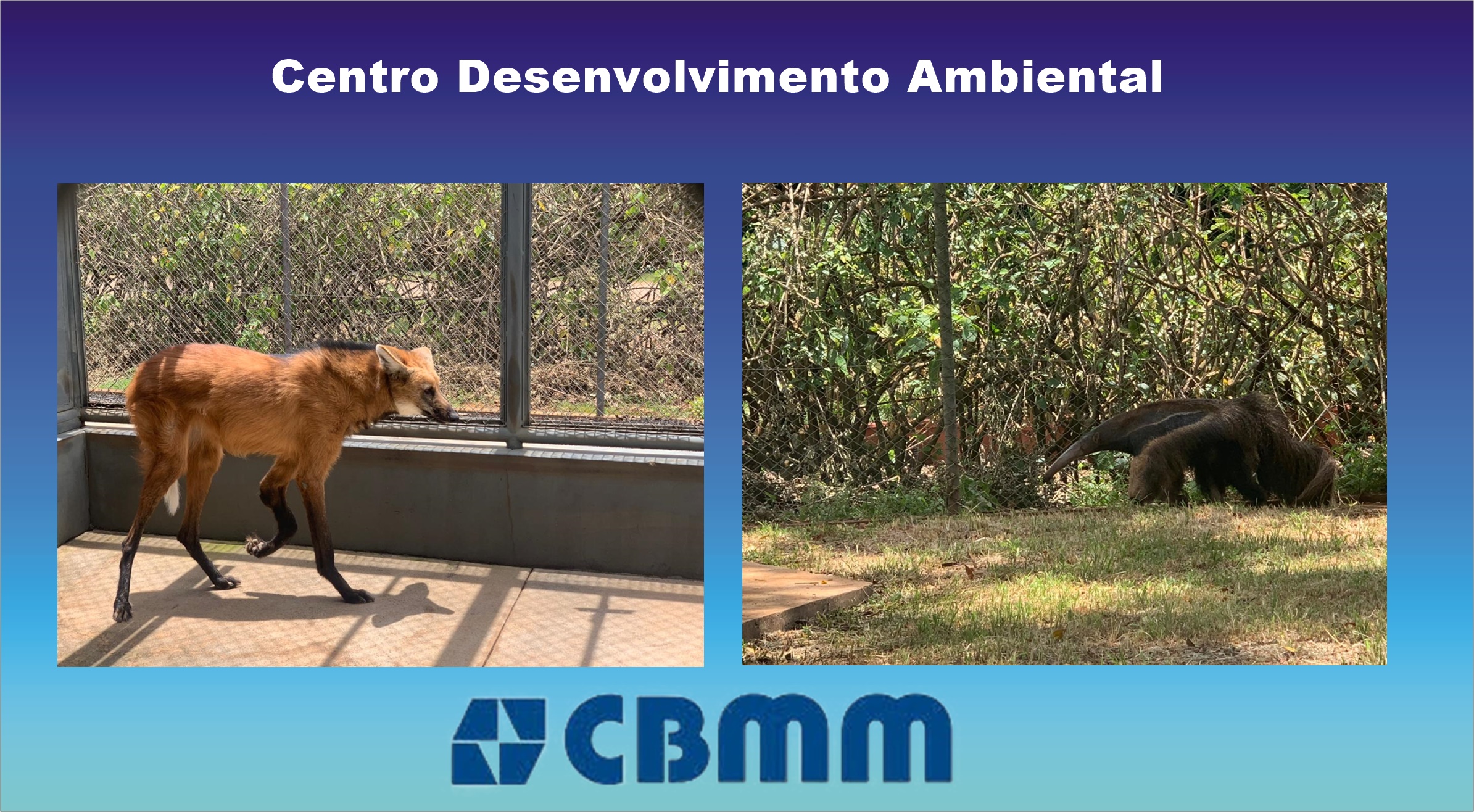 Criadouro Científico da CBMM tem três novos animais com limitações físicas