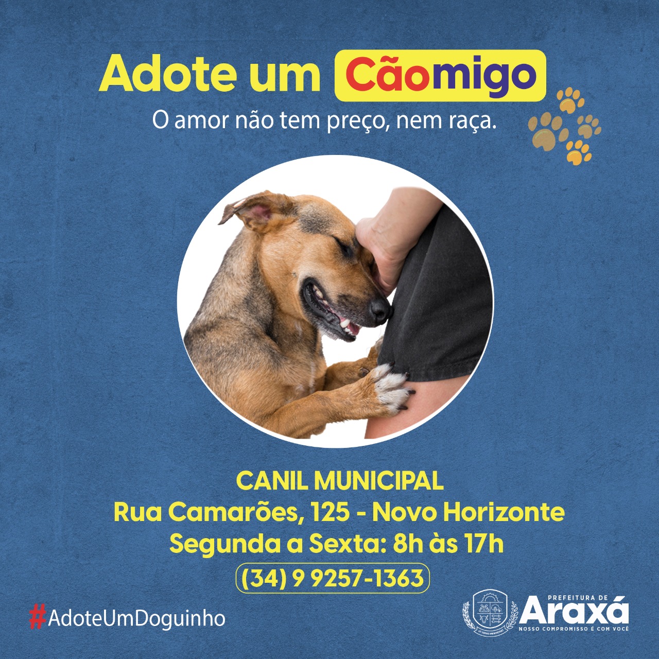 Campanha municipal “Adote um Cãomigo”