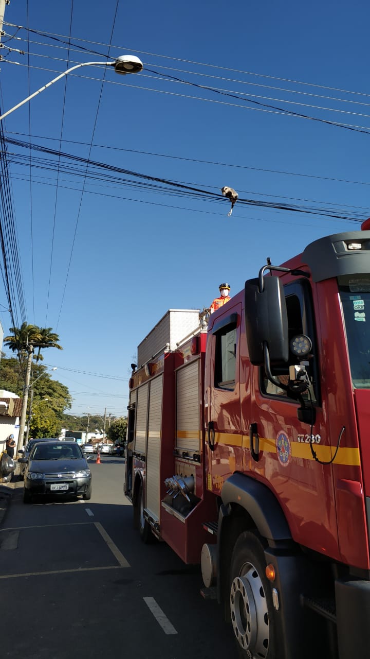 BOMBEIROS RESGATAM GAMBÁ EM FIAÇÃO NA ÁREA CENTRAL DE ARAXÁ