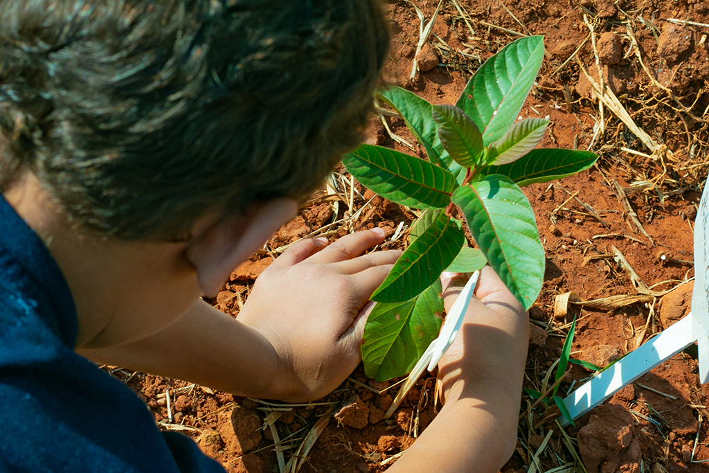 Fundação da Criança e do Adolescente de Araxá realiza projeto que incentiva plantio de árvores frutíferas