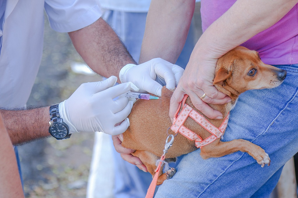 Campanha de Vacinação Antirrábica Animal em Araxá de 16 a 31 de agosto