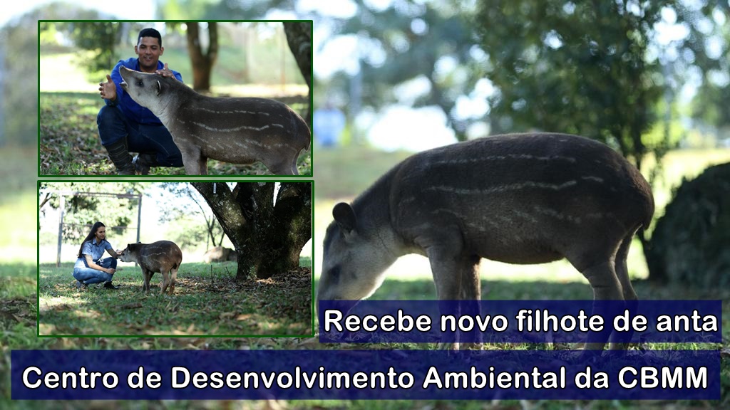 Centro de Desenvolvimento Ambiental da CBMM                 recebe novo filhote de anta