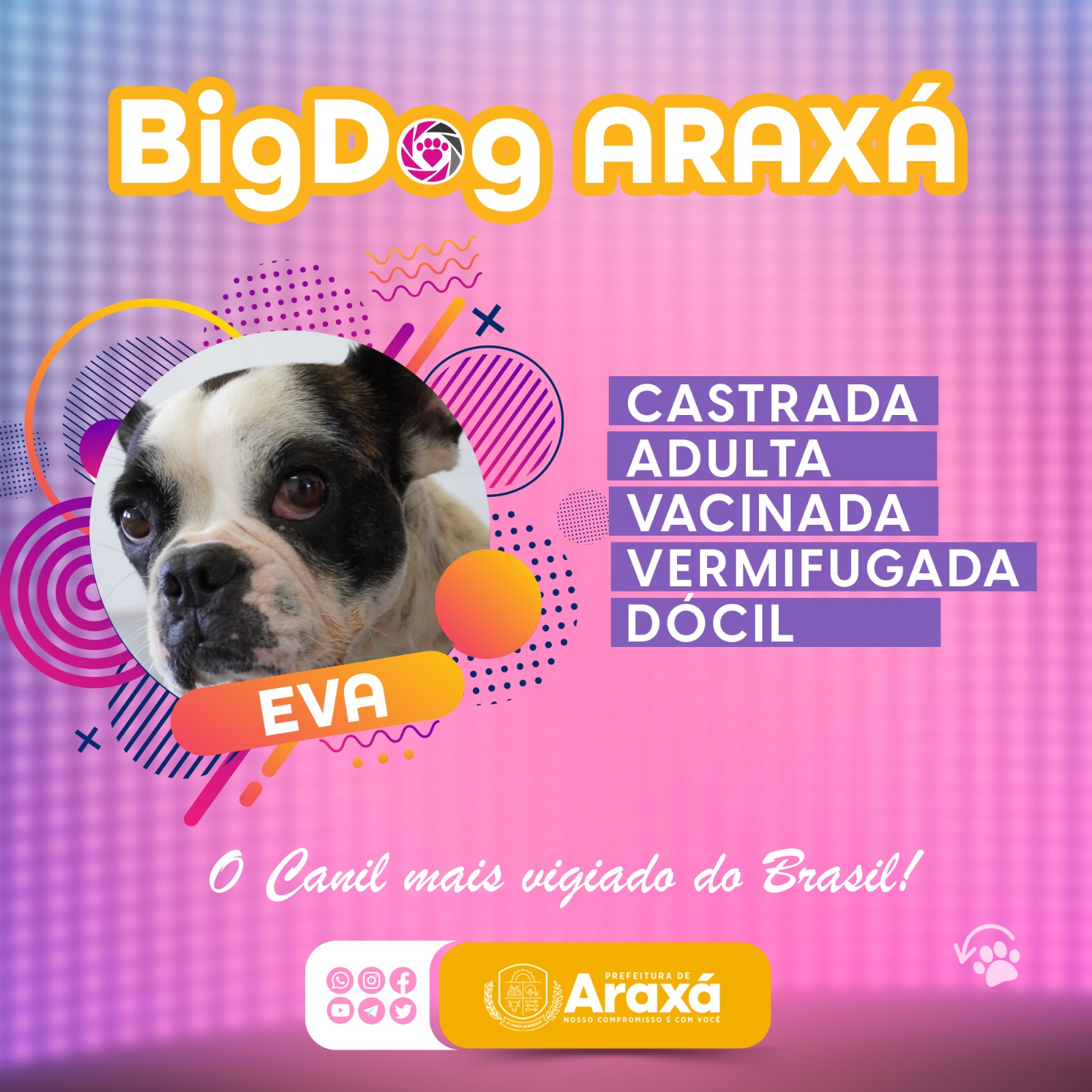 Prefeitura lança campanha “Big Dog Araxá” para estimular adoção de cães