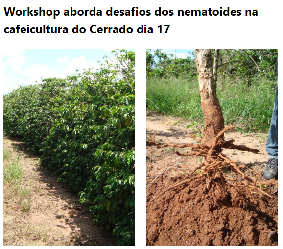 Workshop aborda desafios dos nematoides na cafeicultura do Cerrado dia 17