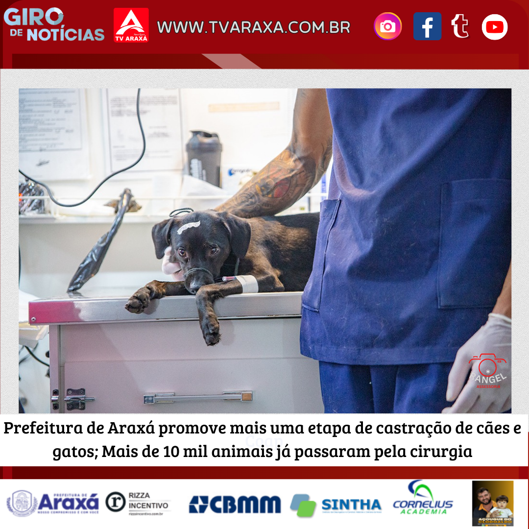 Prefeitura de Araxá promove mais uma etapa de castração de cães e gatos; Mais de 10 mil animais já passaram pela cirurgia