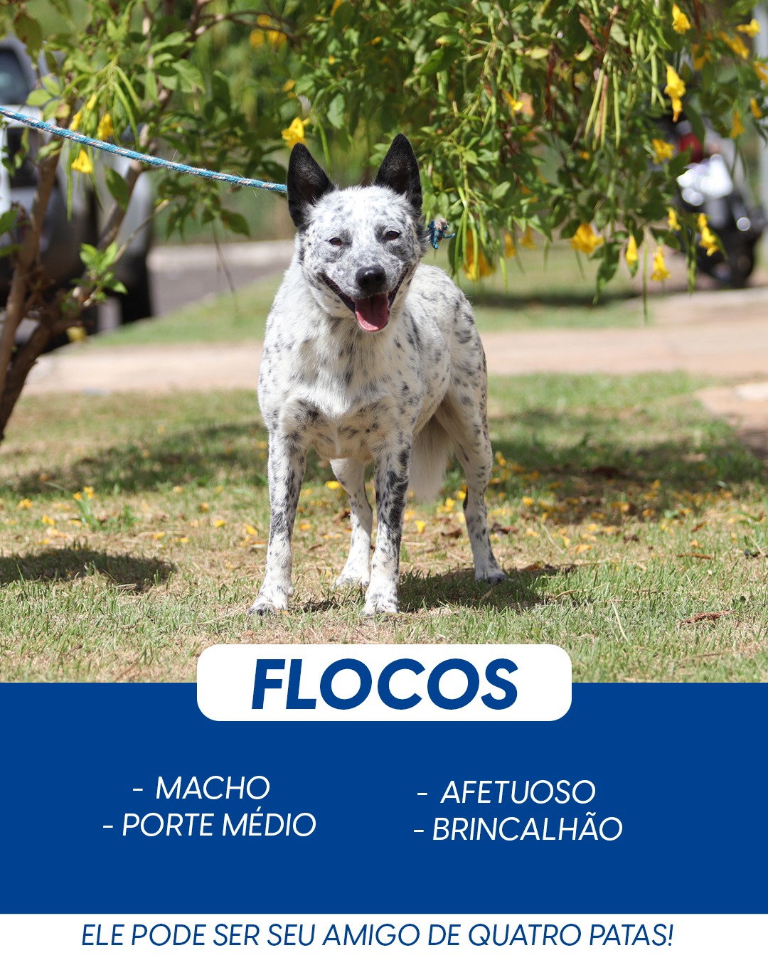 Canil Municipal promove campanha “Adote um AUmigo” com mais de 150 cães disponíveis para adoção