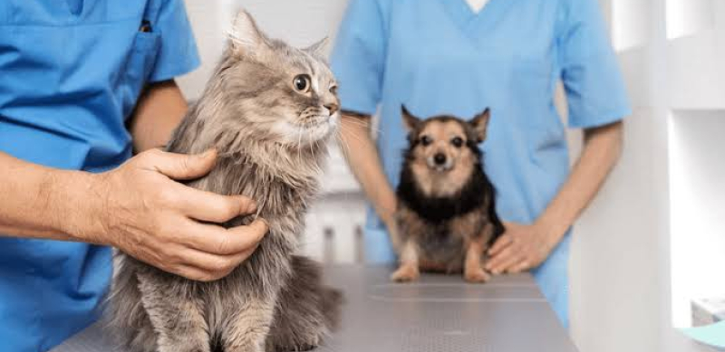 Araxá realiza, sexta e sábado, Mutirão de Castração com foco em cães de rua, protetores e cadastro reserva