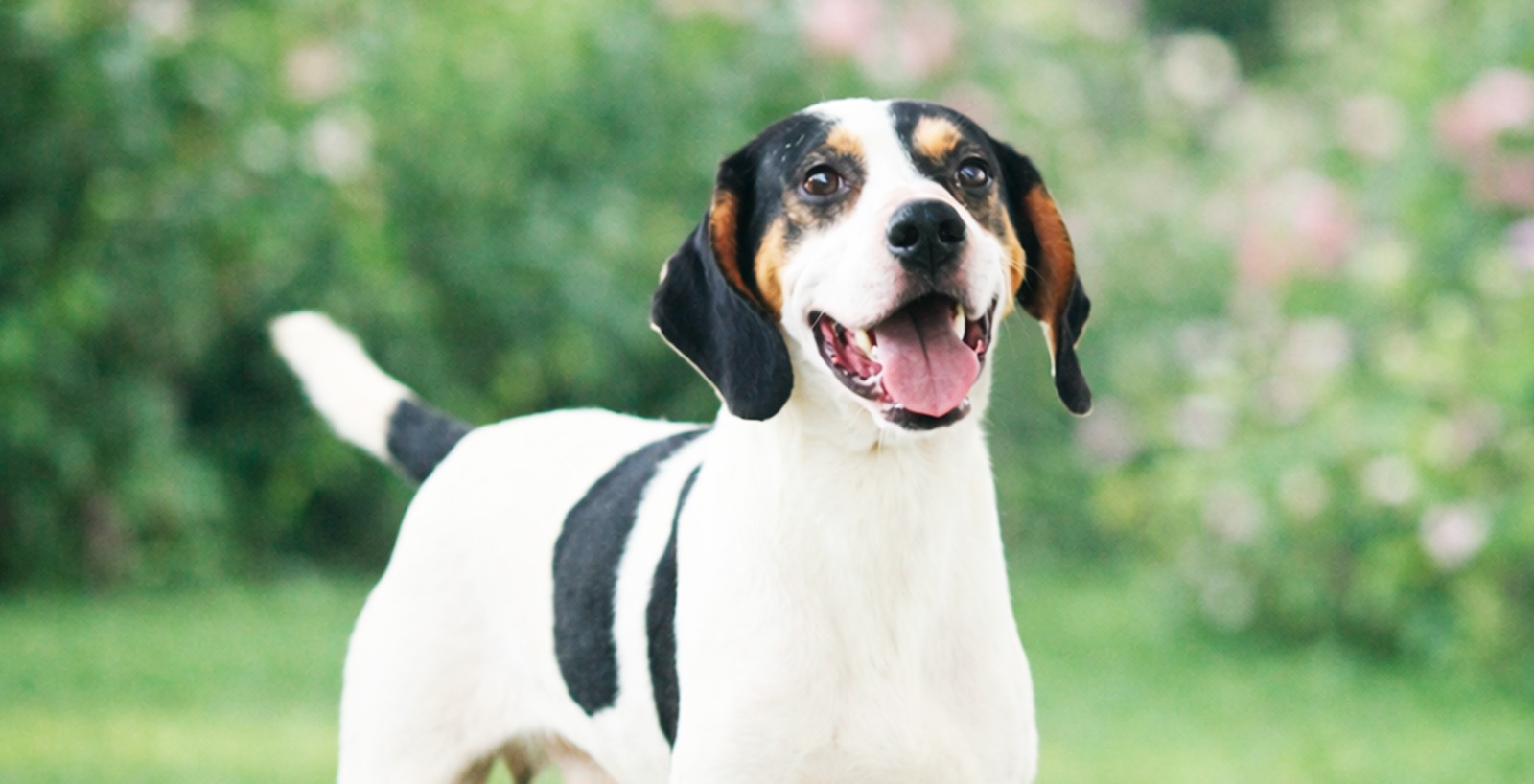 “Cãopanha Amor que Late” com mais de 150 animais disponíveis para adoção