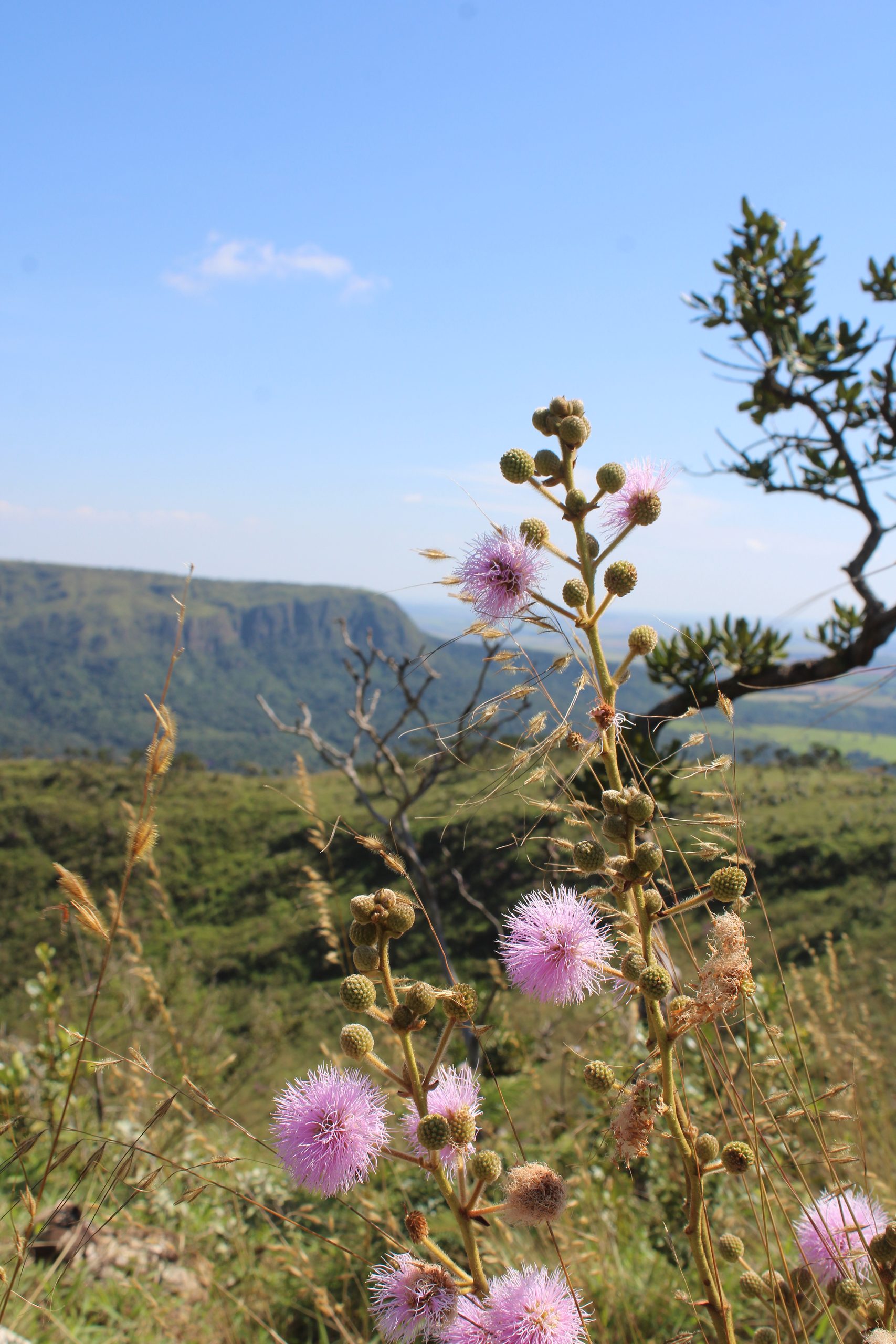 No Dia Nacional do Cerrado, Viveiro em Araxá reforça importância da conservação de espécies nativas